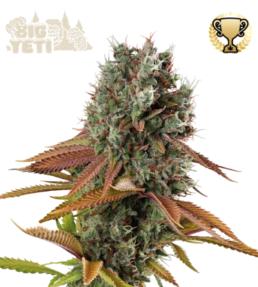 Big Yeti© Collectible Feminized Seeds