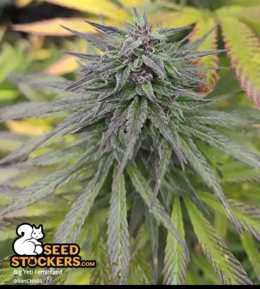 Big Yeti© Collectible Feminized Seeds