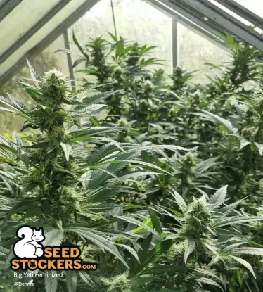 Big Yeti© Collectible Feminized Seeds