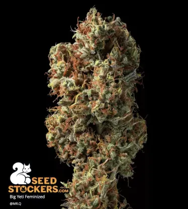 Big Yeti© Collectible Feminized Seeds