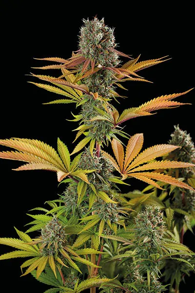 Big Yeti© Collectible Feminized Seeds
