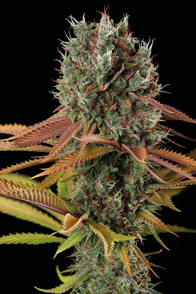 Big Yeti© Collectible Feminized Seeds