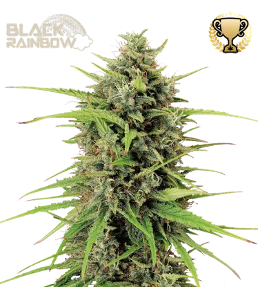 Black Rainbow© Autoflowering Collectible Seeds