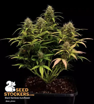 Black Rainbow© Autoflowering Collectible Seeds