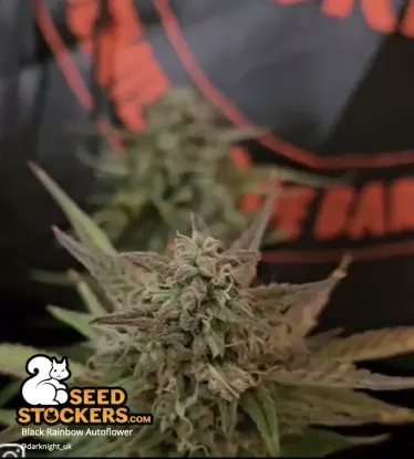 Black Rainbow© Autoflowering Collectible Seeds