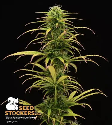 Black Rainbow© Autoflowering Collectible Seeds