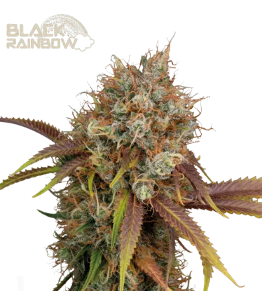Black Rainbow© Feminized Collectible Seeds