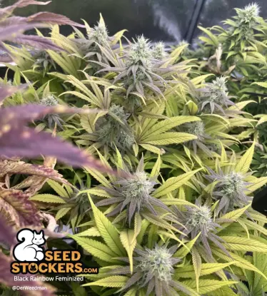Black Rainbow© Feminized Collectible Seeds