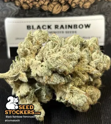 Black Rainbow© Feminized Collectible Seeds
