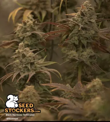 Black Rainbow© Feminized Collectible Seeds