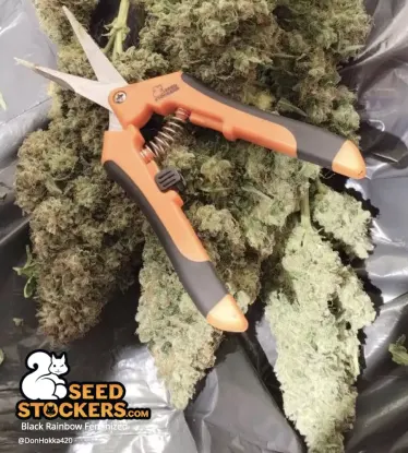 Black Rainbow© Feminized Collectible Seeds