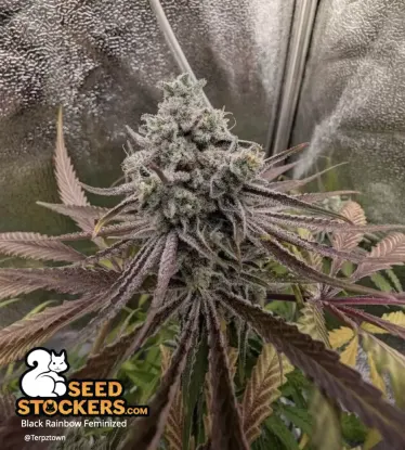 Black Rainbow© Feminized Collectible Seeds