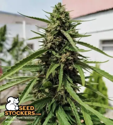 Black Rainbow© Feminized Collectible Seeds