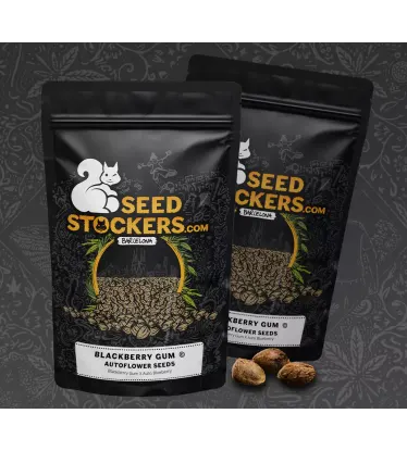 Blackberry Gum© Collectible Autoflowering Seeds