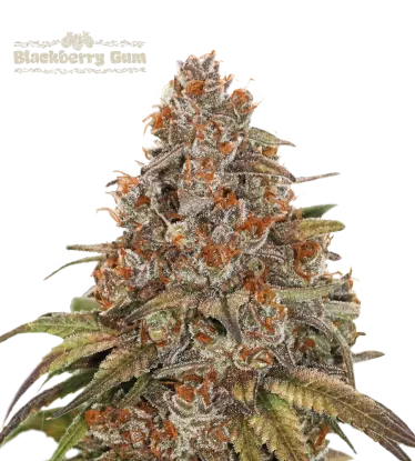 Blackberry Gum© Collectible Autoflowering Seeds