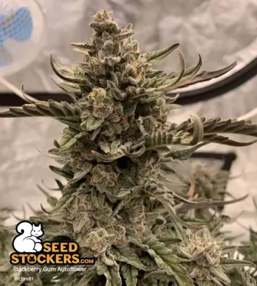 Blackberry Gum© Collectible Autoflowering Seeds