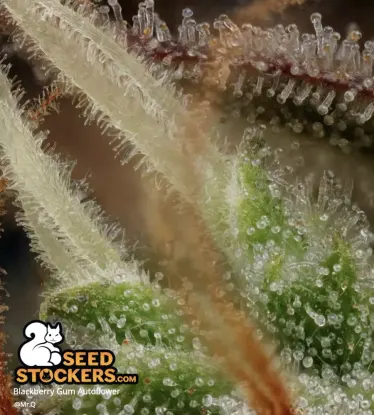 Blackberry Gum© Collectible Autoflowering Seeds