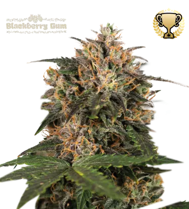 Blackberry Gum© Feminized Collectible Seeds