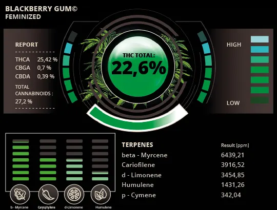 Blackberry Gum© Feminized Collectible Seeds