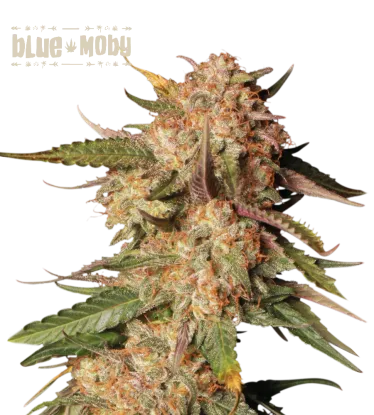 Blue Moby© Autoflowering Collectible Seeds