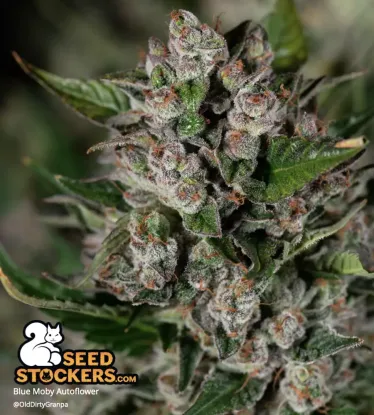 Blue Moby© Autoflowering Collectible Seeds
