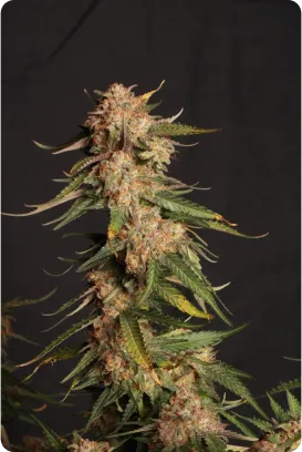 Blue Moby© Autoflowering Collectible Seeds