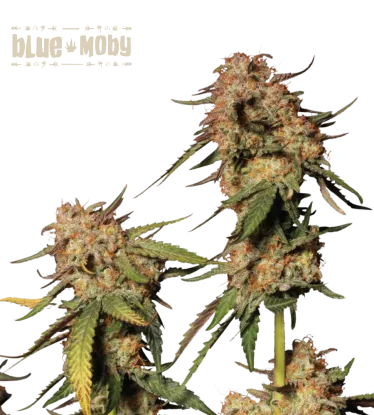 Blue Moby© Feminized Collectible Seeds