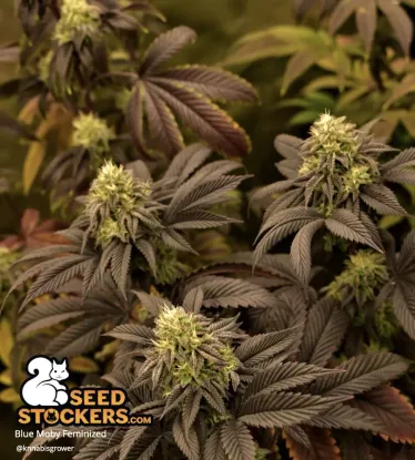 Blue Moby© Feminized Collectible Seeds