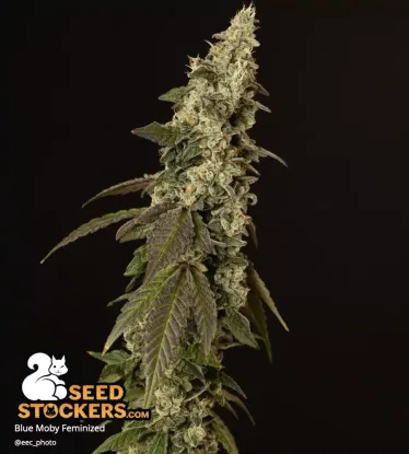 Blue Moby© Feminized Collectible Seeds