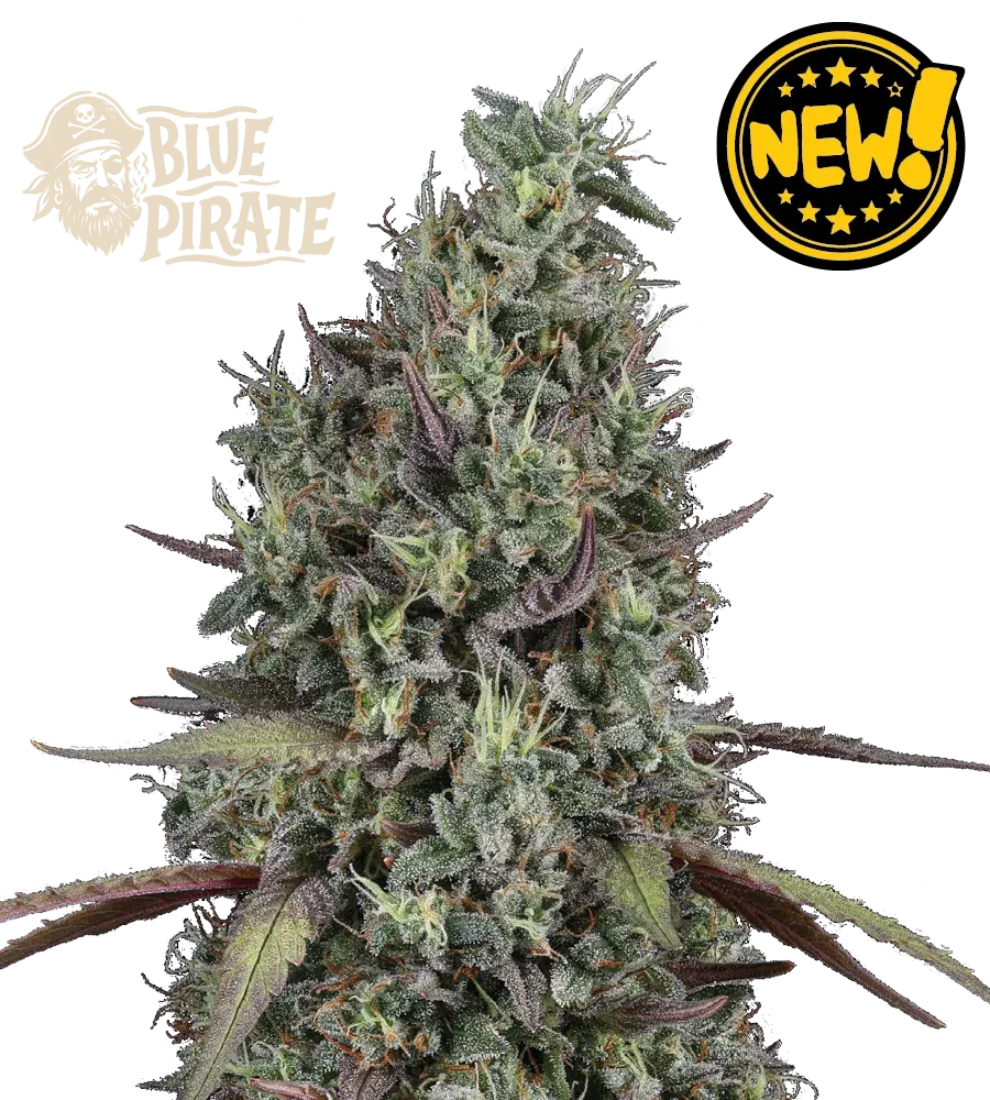 Blue Pirate© Collectible Feminized Seeds