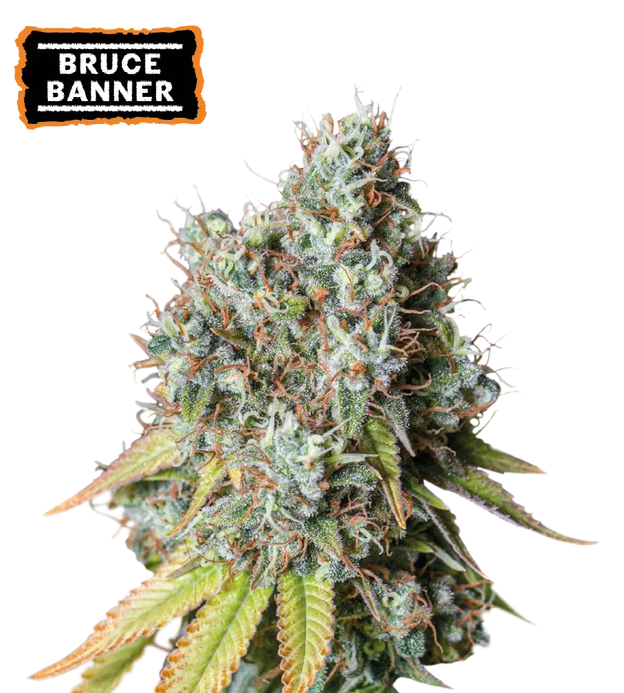 Bruce Banner Autoflowering Collectible Seeds