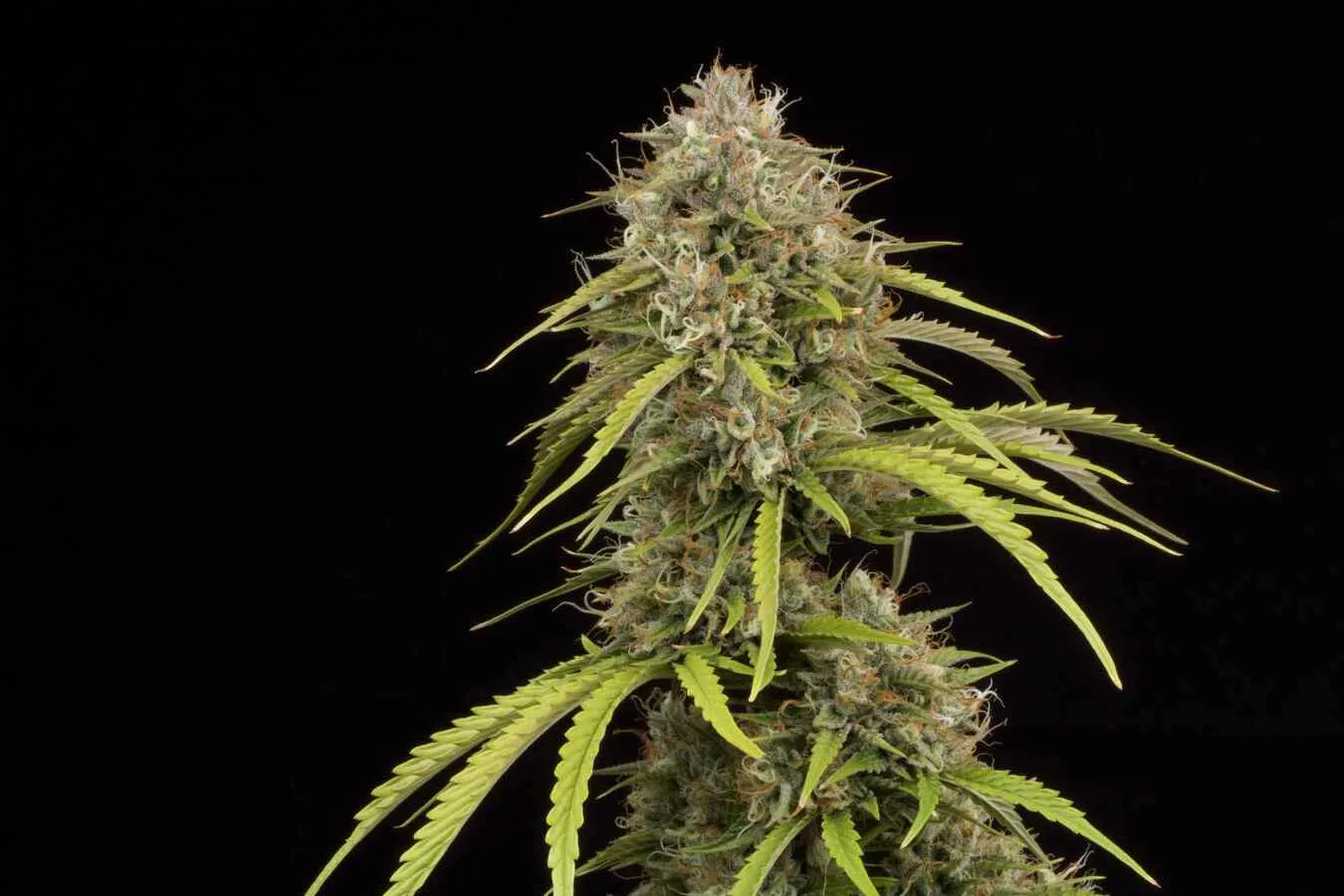 Bruce Banner Autoflowering Collectible Seeds