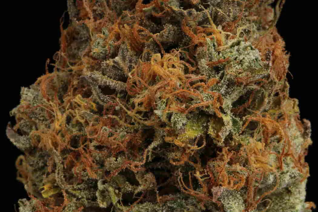 Bruce Banner Autoflowering Collectible Seeds