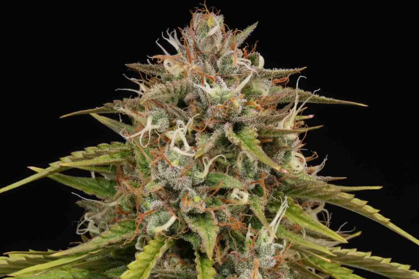 Bruce Banner Autoflowering Collectible Seeds