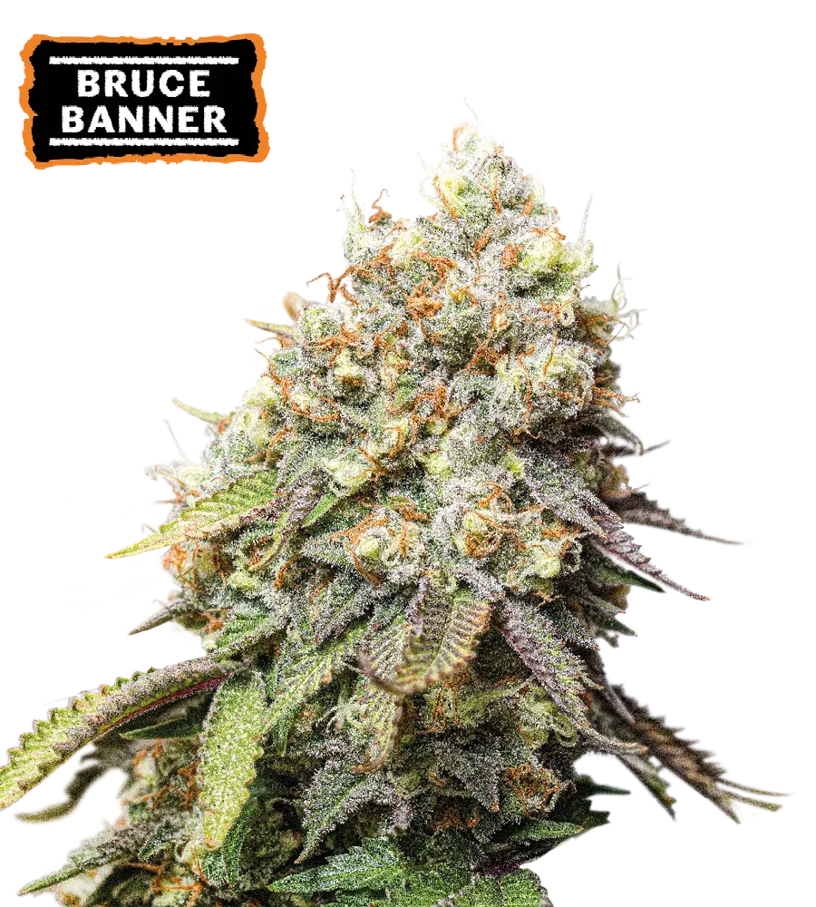 Bruce Banner Feminized Collectible Seeds