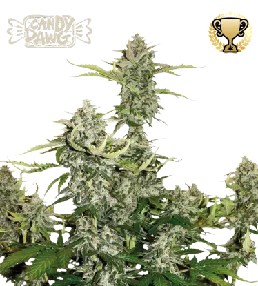 Candy Dawg© Autoflowering Collectible Seeds