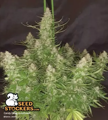 Candy Dawg© Autoflowering Collectible Seeds