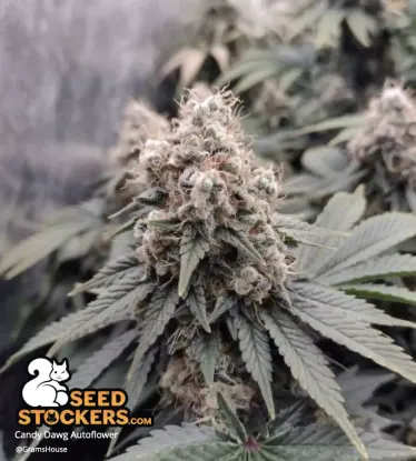 Candy Dawg© Autoflowering Collectible Seeds