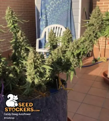 Candy Dawg© Autoflowering Collectible Seeds