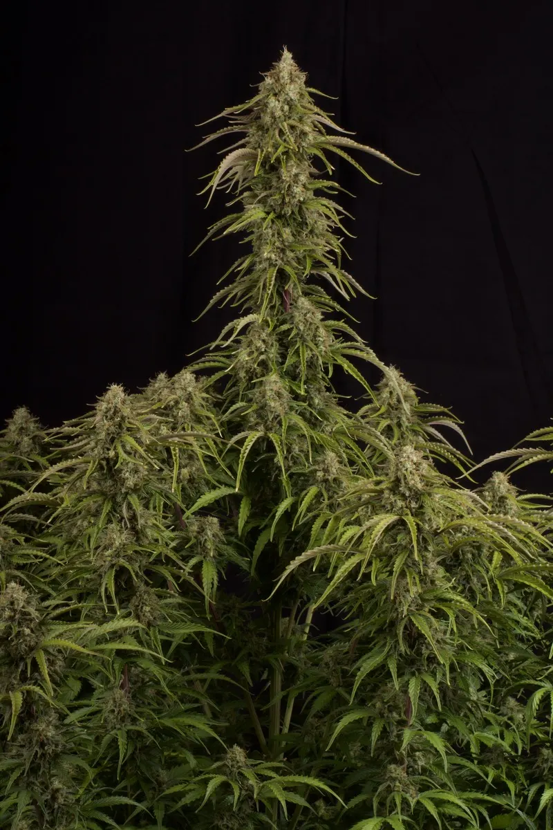Candy Dawg© Autoflowering Collectible Seeds