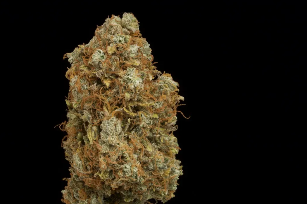 Candy Dawg© Autoflowering Collectible Seeds