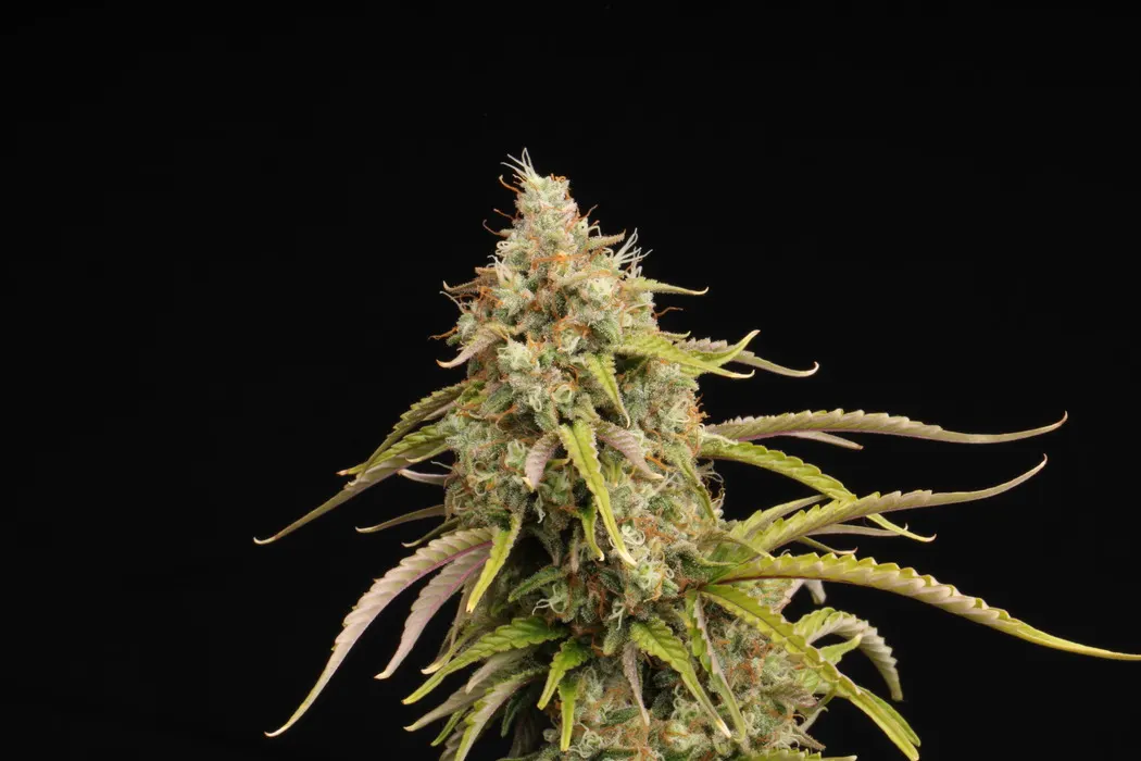 Candy Dawg© Autoflowering Collectible Seeds
