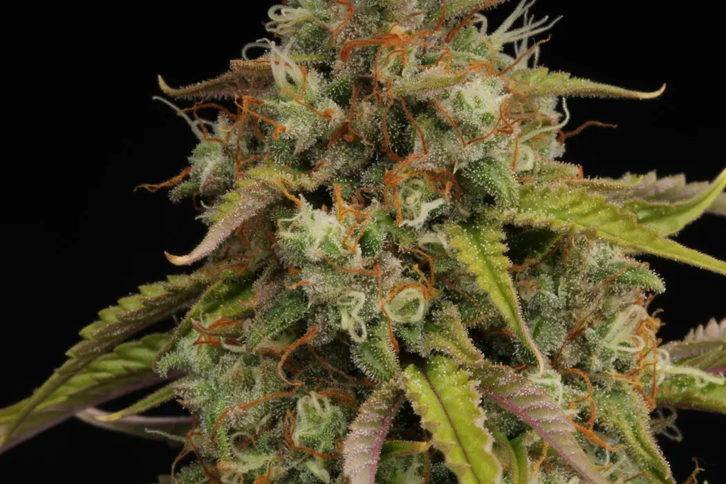 Candy Dawg© Autoflowering Collectible Seeds
