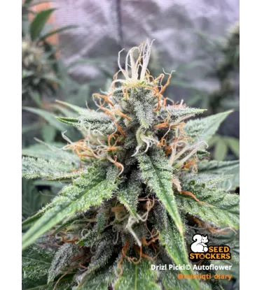 Drizl Pickl© Autoflowering Collectible Seeds