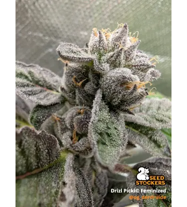 Drizl Pickl© Collectible Feminized Seeds