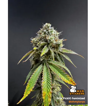 Drizl Pickl© Collectible Feminized Seeds