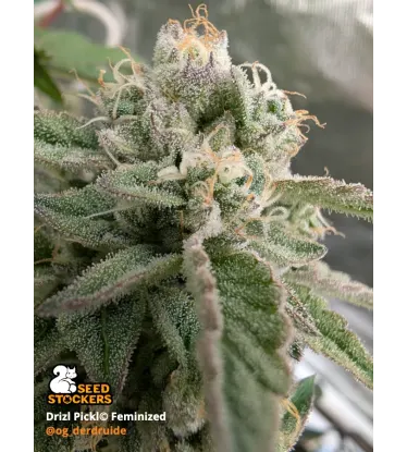 Drizl Pickl© Collectible Feminized Seeds