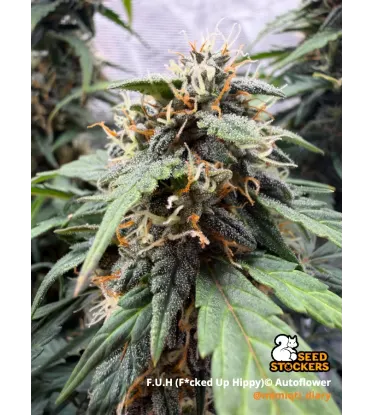 F.U.H (F*cked Up Hippy)© Autoflowering Collectible Seeds