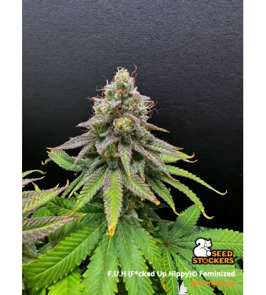 F.U.H (F*cked Up Hippy)© Feminized Collectible Seeds