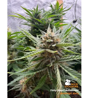 Fishy Zoap© Collectible Autoflower Seeds